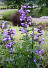 Nepeta yunnanensis 'Blue Dragon'